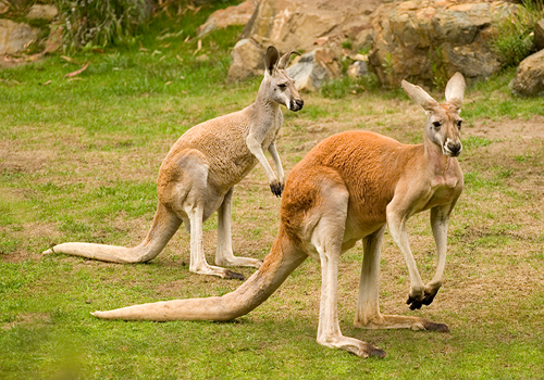 Kangaroo Crossing 